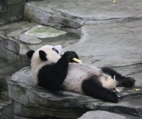 Panda lying on the ground eating bamboo Stock Photo