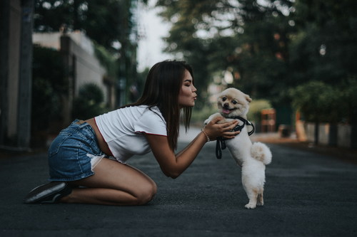 Pet dog and owner Stock Photo