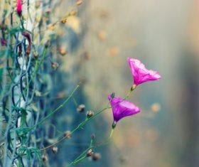 Petunia on the fence Stock Photo