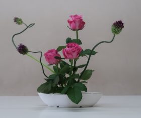 Pink Rose Potted plant Stock Photo