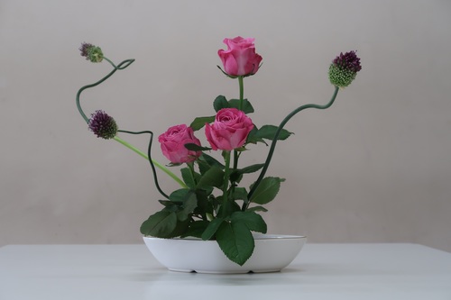 Pink Rose Potted plant Stock Photo