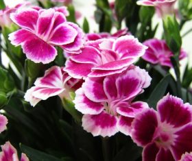 Pink carnation flower Stock Photo