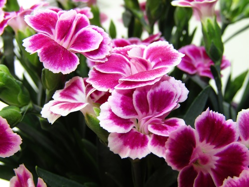 Pink carnation flower Stock Photo