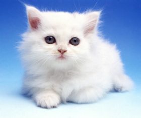 Pure white kitten Stock Photo
