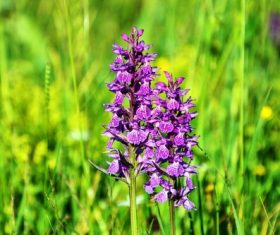Purple flowers in the grass Stock Photo