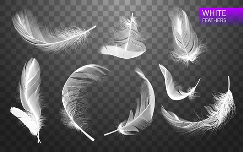 Realistic white feather design vector illustration 01
