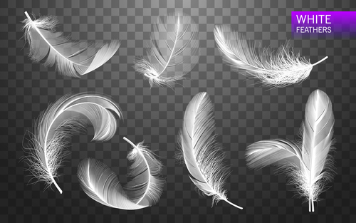 Realistic white feather design vector illustration 02