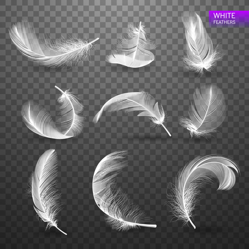 Realistic white feather design vector illustration 04