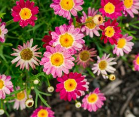 Red and pink flowers Stock Photo