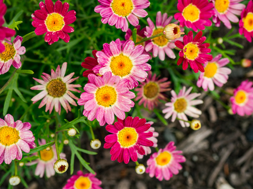 Red and pink flowers Stock Photo