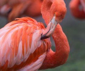 Red flamingo Stock Photo