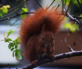 Red squirrel on tree branch Stock Photo