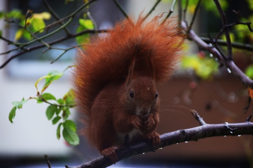 Red squirrel on tree branch Stock Photo