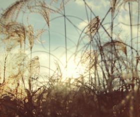 Reeds in the sunset Stock Photo