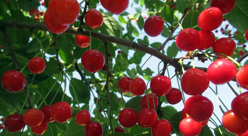 Ripe cherries Stock Photo