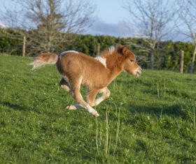 Running pony Stock Photo