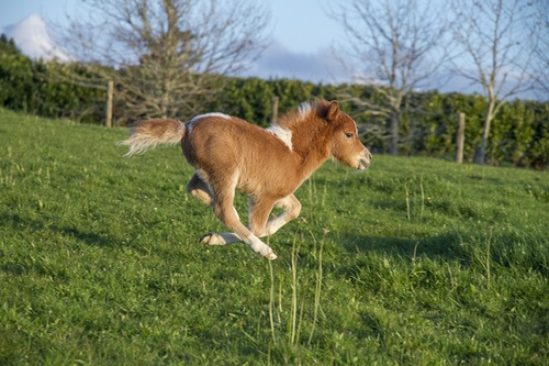 Running pony Stock Photo