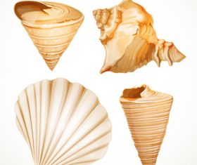 Set realistic seashells isolated on white background 1