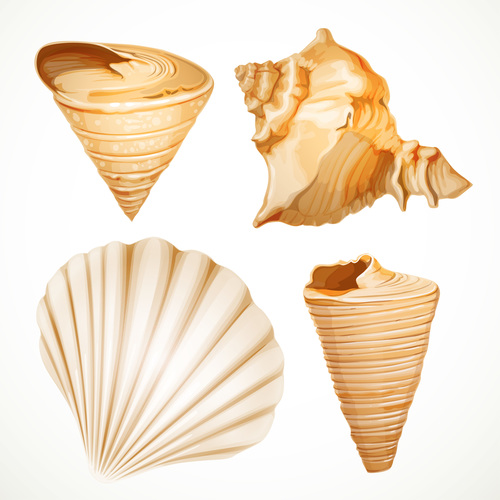 Set realistic seashells isolated on white background 1