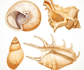 Set realistic seashells isolated on white background 2