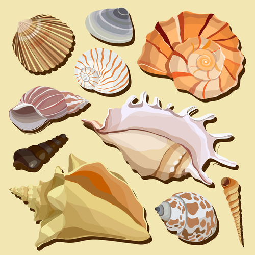 Set realistic seashells isolated on white background 3