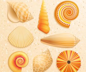 Set realistic seashells isolated on white background 5