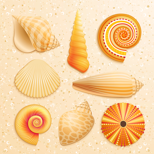Set realistic seashells isolated on white background 5