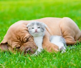 Shar Pei and kitten on the grass Stock Photo