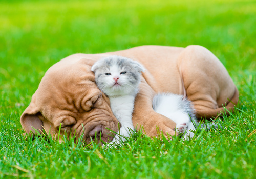 Shar Pei and kitten on the grass Stock Photo