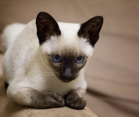 Siamese cat Stock Photo
