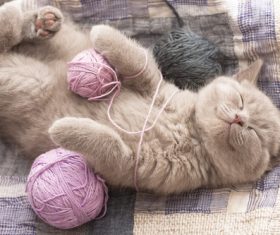 Sleeping cat and yarn ball Stock Photo