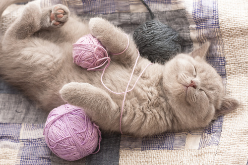 Sleeping cat and yarn ball Stock Photo