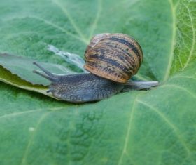 Small snail on green leaf Stock Photo