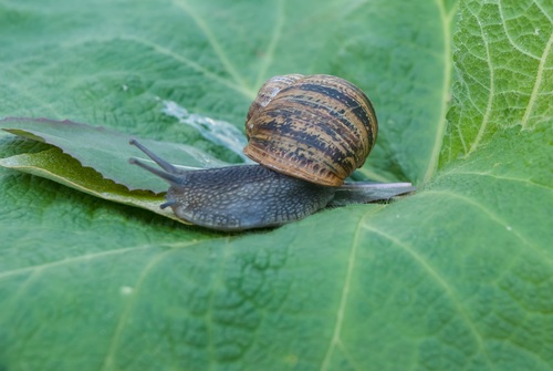 Small snail on green leaf Stock Photo