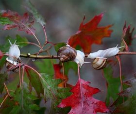 Snail crawling on maple branch Stock Photo