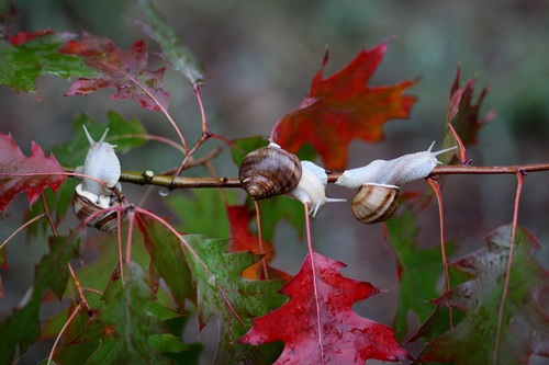 Snail crawling on maple branch Stock Photo