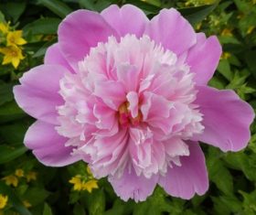 Spring blooming pink peony flowers Stock Photo