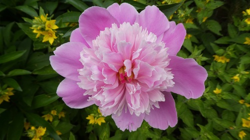Spring blooming pink peony flowers Stock Photo