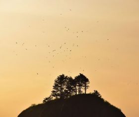 Stock Photo Aerial birds and trees on the top of the mountain
