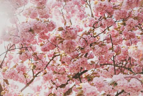 Stock Photo Branches covered with pink flowers