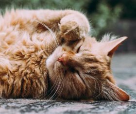 Stock Photo Cat photography playing on the ground