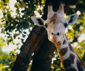 Stock Photo Cute giraffe head close-up