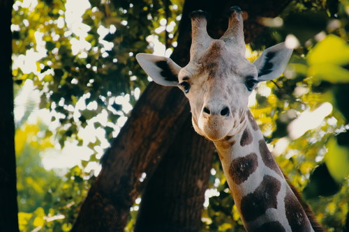 Stock Photo Cute giraffe head close-up