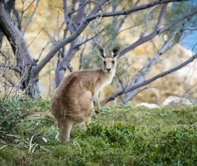 Stock Photo Cute kangaroo