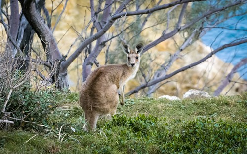 Stock Photo Cute kangaroo