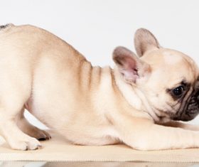 Stock Photo Cute little bulldog