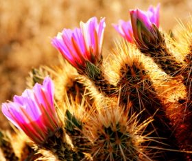 Stock Photo Desert flowers