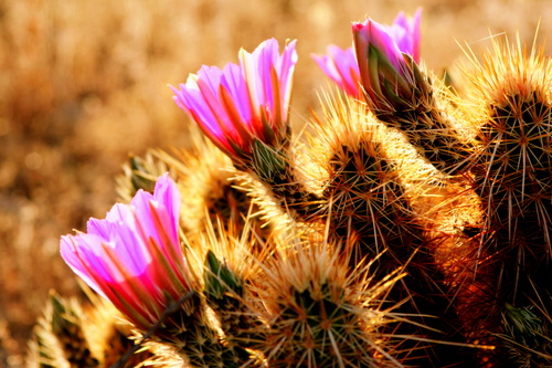 Stock Photo Desert flowers