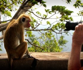 Stock Photo Man taking picture of monkey