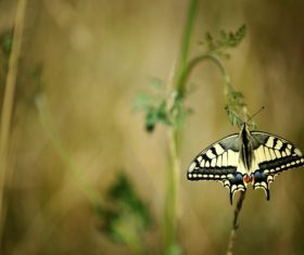 Swallowtail butterfly Stock Photo